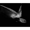 thumbnail image 2 of Wechsler, Robin 24x20 White Modern Wood Framed Museum Art Print Titled - Portrait Of A Sea Turtle In Black And White 2, 2 of 4