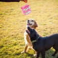 thumbnail image 2 of KAKOWELY 1 juguete chirriante para perro con forma de pastel, juguete masticable para perro, juguete con sonido para pastel de cumpleaños, suministros para mascotas, 2 of 5