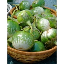 10 Seeds KERMIT EGGPLANT Green White Thai Solanum Melongena Fruit Vegetable Seeds