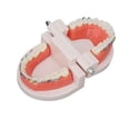 thumbnail image 1 of Modelo de enseñanza dental, modelo de dientes de tipodonto dental, modelo de dientes de demostración, tipodonto dental, rendimiento sólido, 1 of 14