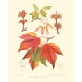 thumbnail image 2 of Sprague 12x14 White Modern Wood Framed Museum Art Print Titled - Red Maple, 2 of 4
