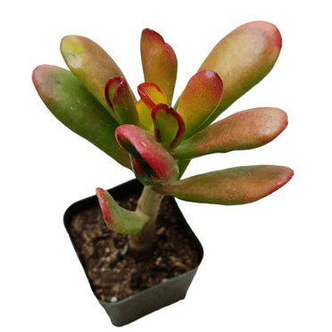 Live Succulent Jade Plants Collection for Home Decor (2"Pot Goluum Variegated)