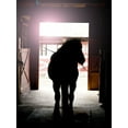thumbnail image 2 of Reed, Michele 25x32 White Modern Wood Framed Museum Art Print Titled - Horse Silhouette, 2 of 4