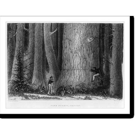 Historic Print, Pine Forest, Oregon, 16" x 20"