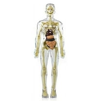 3D Human Body Torso Model Anatomy Model Skeleton,Human Body Model,Removable Parts, DIY Skeleton Toy,1 * Torso,Transparent