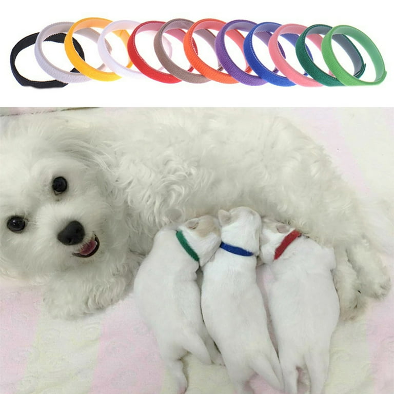 Colored collars best sale for newborn puppies