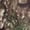Apx, variant on Women's Advantage Classic Camo Hunting Hooded Shirt | Quick Dry | Size S