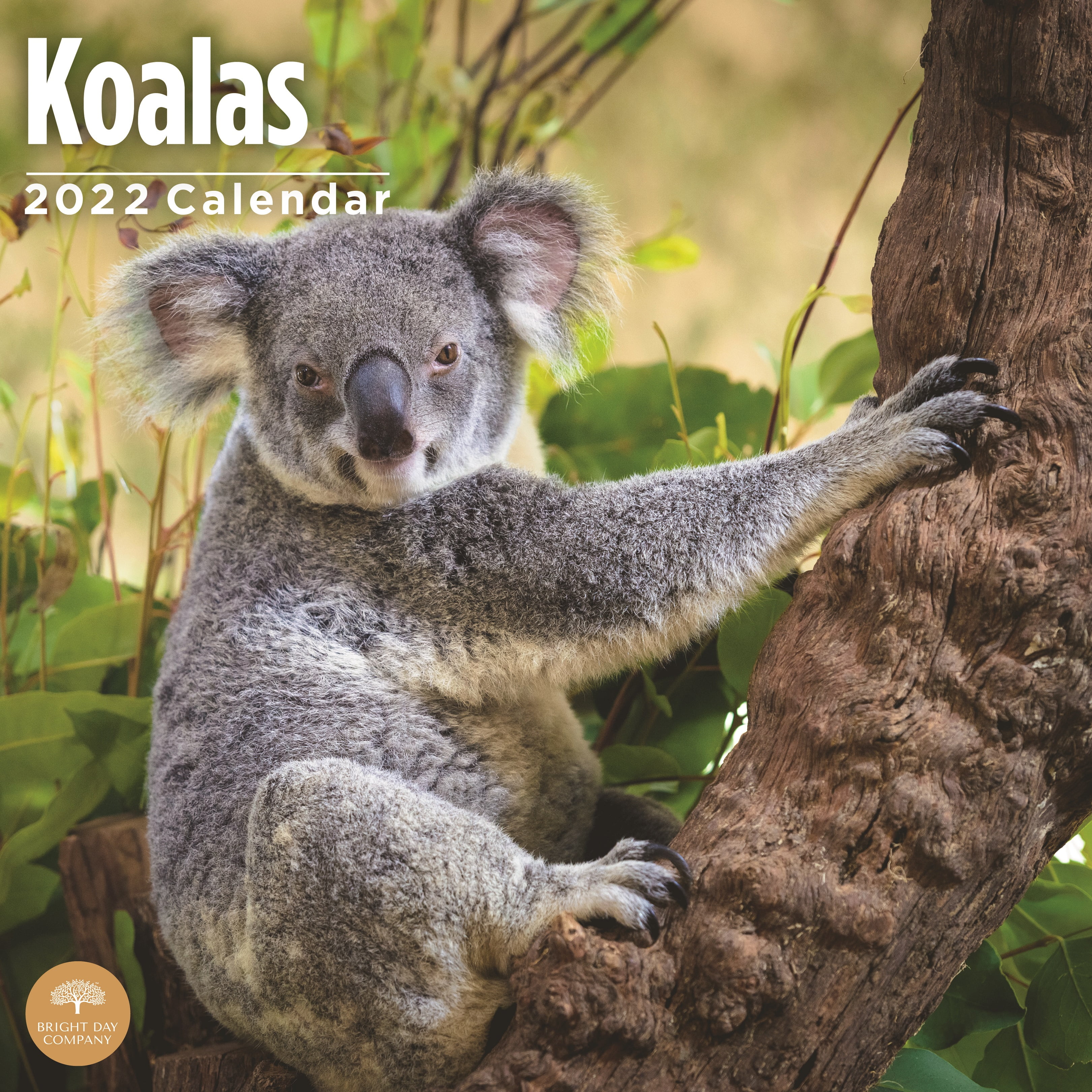 2022 Koala Calendar 
