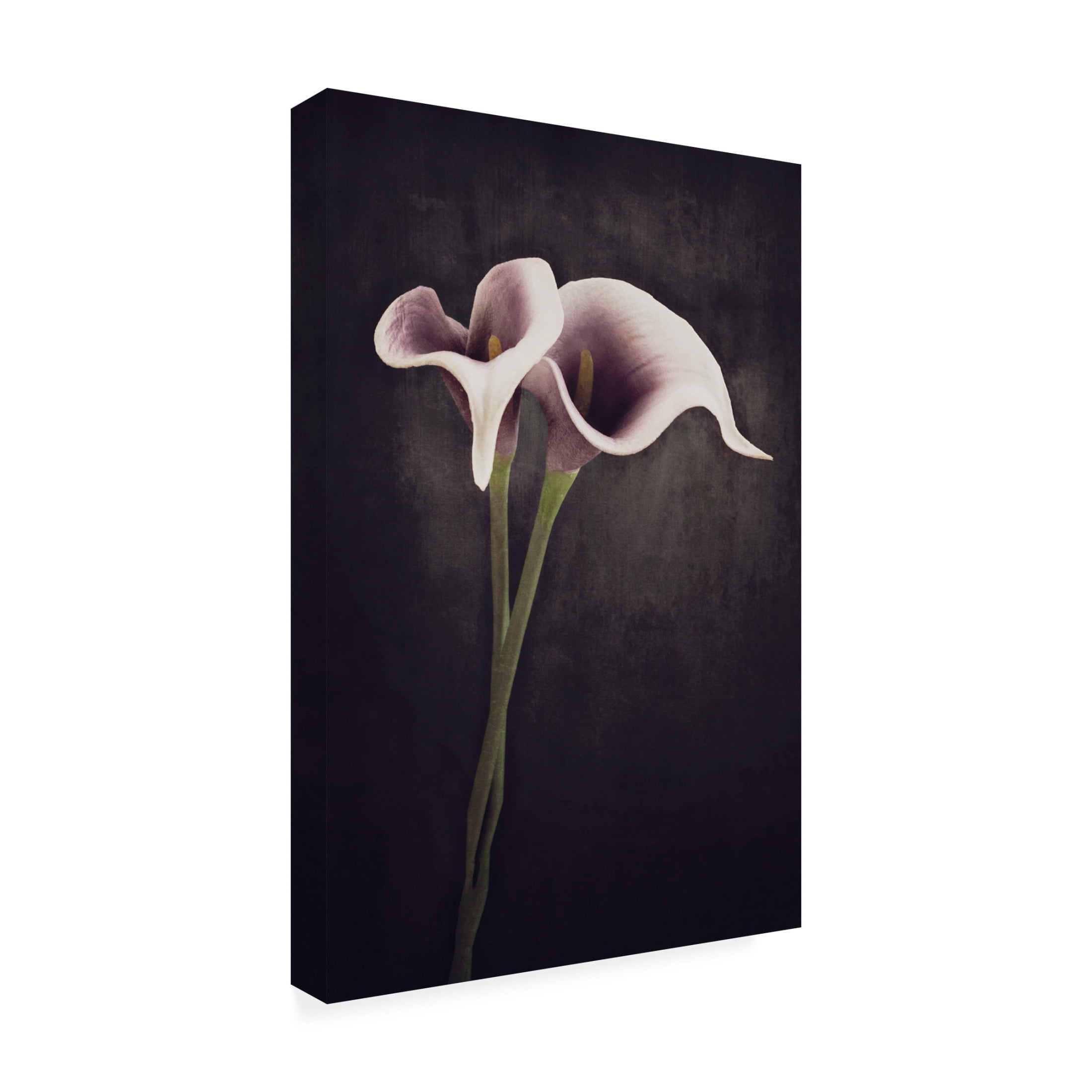 Trademark Fine Art Cicek Kiral Bonded Canvas Wall Art