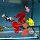thumbnail image 4 of WHAMVOX 2Ud De Silicona Con Ventosa Para Y Descanso De Bettas En Acuario, 4 of 7