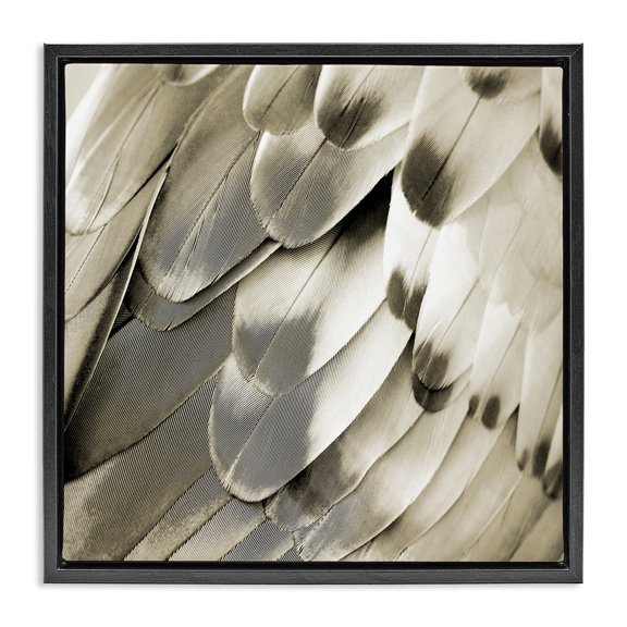Stupell Industries Sleek Feathers Close Up Animals Painting Black Floater Framed Canvas Art Print Wall Art, 18 x 18