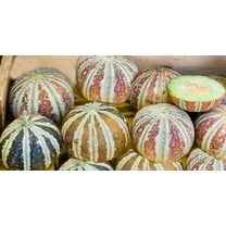 SEEDS - 5 Premium Rare Seeds -Kajari Melon Heirloom  - - Market and Home Gardens - Brilliant Colors! = Serendipity Seeds