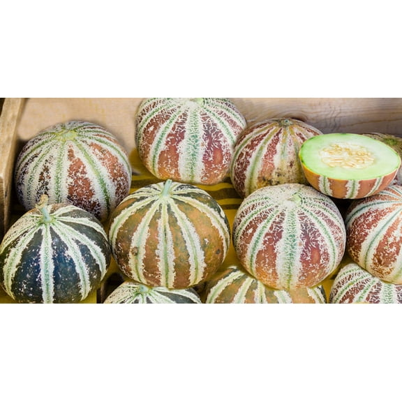 SEEDS - 5 Premium Rare Seeds -Kajari Melon Heirloom  - - Market and Home Gardens - Brilliant Colors! = Serendipity Seeds