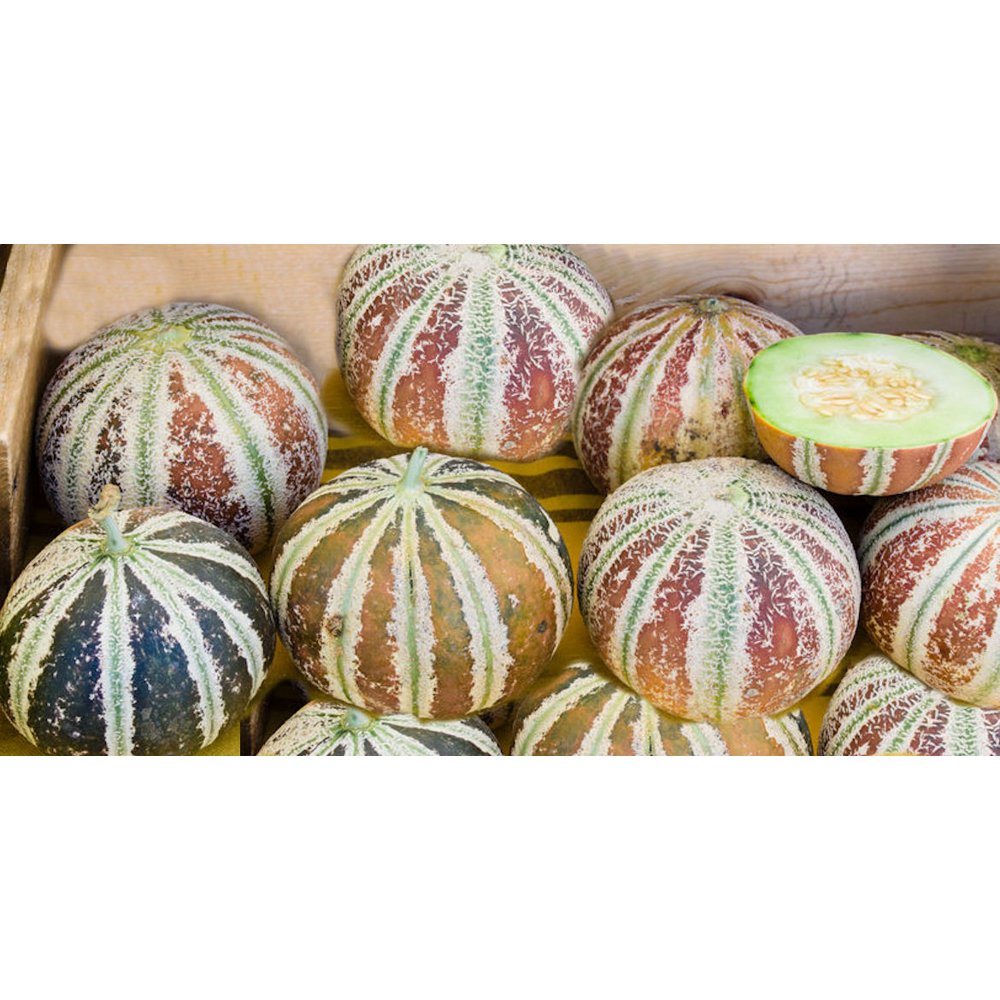 SEEDS 5 Premium Rare Seeds Kajari Melon Heirloom Market and Home