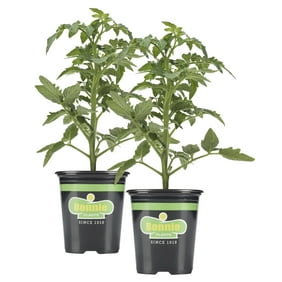 cherokee burpee yields beefsteak