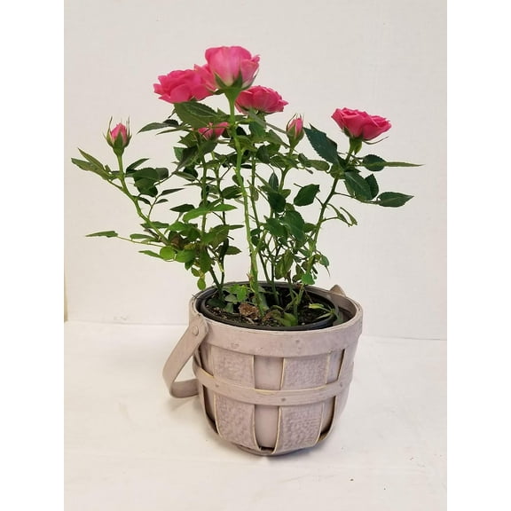 Live 4" Mini Pink Rose Bush in Lavender, Woven Bucket Gift Pot - 4 Inch Indoor Plant