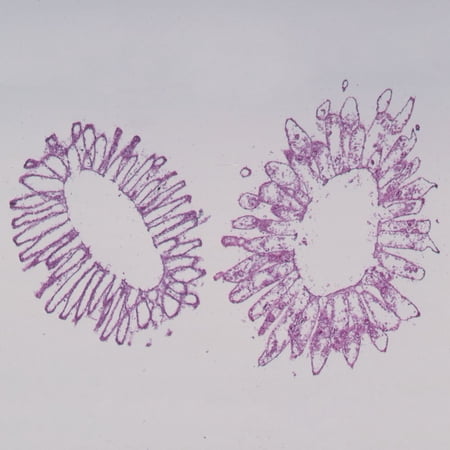 Grantia (Scypha)  C.S. Microscope Slide price history on PriceWatchPro