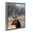 thumbnail image 3 of Stupell Industries Stunning Elk Portrait Gray Framed Floater Canvas Wall Art, design by Danita Delimont, 25 x 25, 3 of 9