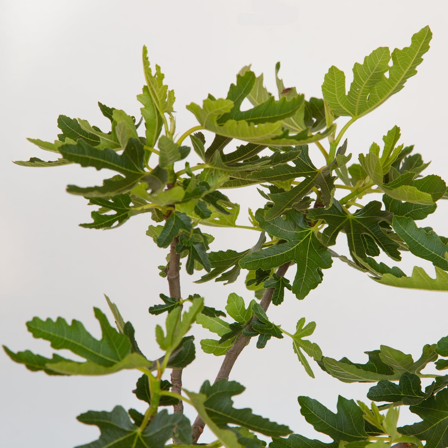 Expert Gardener Celeste Fig Live Tree, 2.5 Gallon