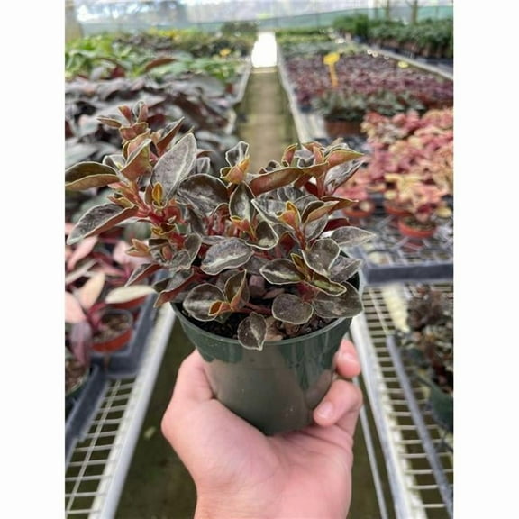 House Plant Dropship 4-PEPEROMIA-METALLICA Peperomia Metallica Plant