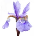 thumbnail image 3 of Durnberger, Sonja 20x20 Black Modern Framed Museum Art Print Titled - Iris versicolor, 3 of 5