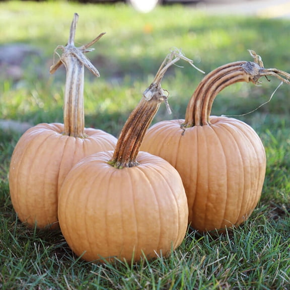 Harris Seeds - Pumpkin Hot Chocolate Non-GMO Vegetable - 250 Seeds