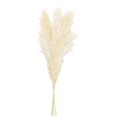 thumbnail image 1 of 5 piezas de hierba de pampa blanca, 50-60 cm, ramas de hierba de pampa secas naturales, decoración para el hogar, cocina, jardín, fiesta, fotografía de flores, 1 of 5