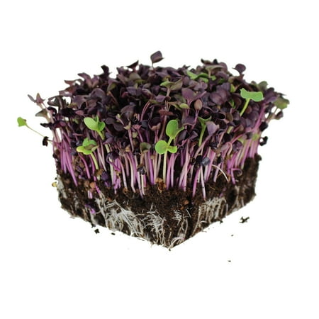 Sprouting Radish Seeds Rambo Purple Sprouting Radish Garden Seeds - 4 Oz - Non-GMO, Organic Sprouting, Vegetable Gardening & Microgreens ()
