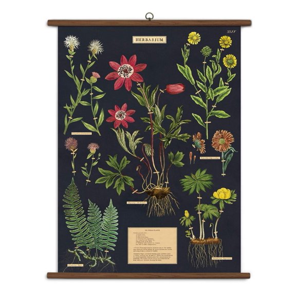 Cavallini Papers & Co., Inc. Herbarium Vintage School Chart