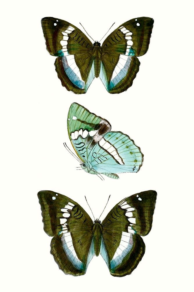 Vision Studio  23x32 Black Ornate Wood Framed with Double Matting Museum Art Print Titled - Butterfly Specimen II