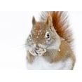 thumbnail image 2 of Costina, Mircea 24x19 White Modern Wood Framed Museum Art Print Titled - Christmas Squirrel, 2 of 4