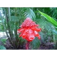 thumbnail image 4 of Jocadew20 Torch Ginger Plant Seeds, Summer Blooming, 4 of 4