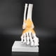 thumbnail image 3 of Antilog Modelo de pie Modelo anatómico de articulación del pie, Hombre ligamento esquelético Humano Adulto Modelo anatómico de articulación del Tobillo del pie Ecomeon no, 3 of 6