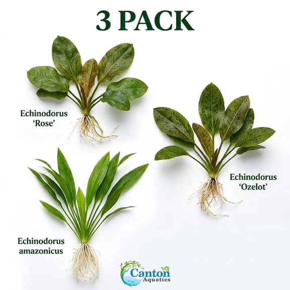 Canton Aquatics Echinodorus Sword Assorted Live Aquarium Plants, Small, 3 Count