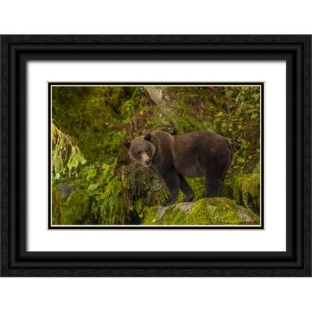 Illg, Cathy and Gordon 24x17 Black Ornate Wood Framed with Double Matting Museum Art Print Titled - AK, Tongass NF Grizzly bear standing on boulder
