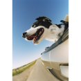 thumbnail image 2 of Fv3587, Natural Moments Photography; Dog Sticking Head Out Of Convertible Poster Print (11 x 17), 2 of 4