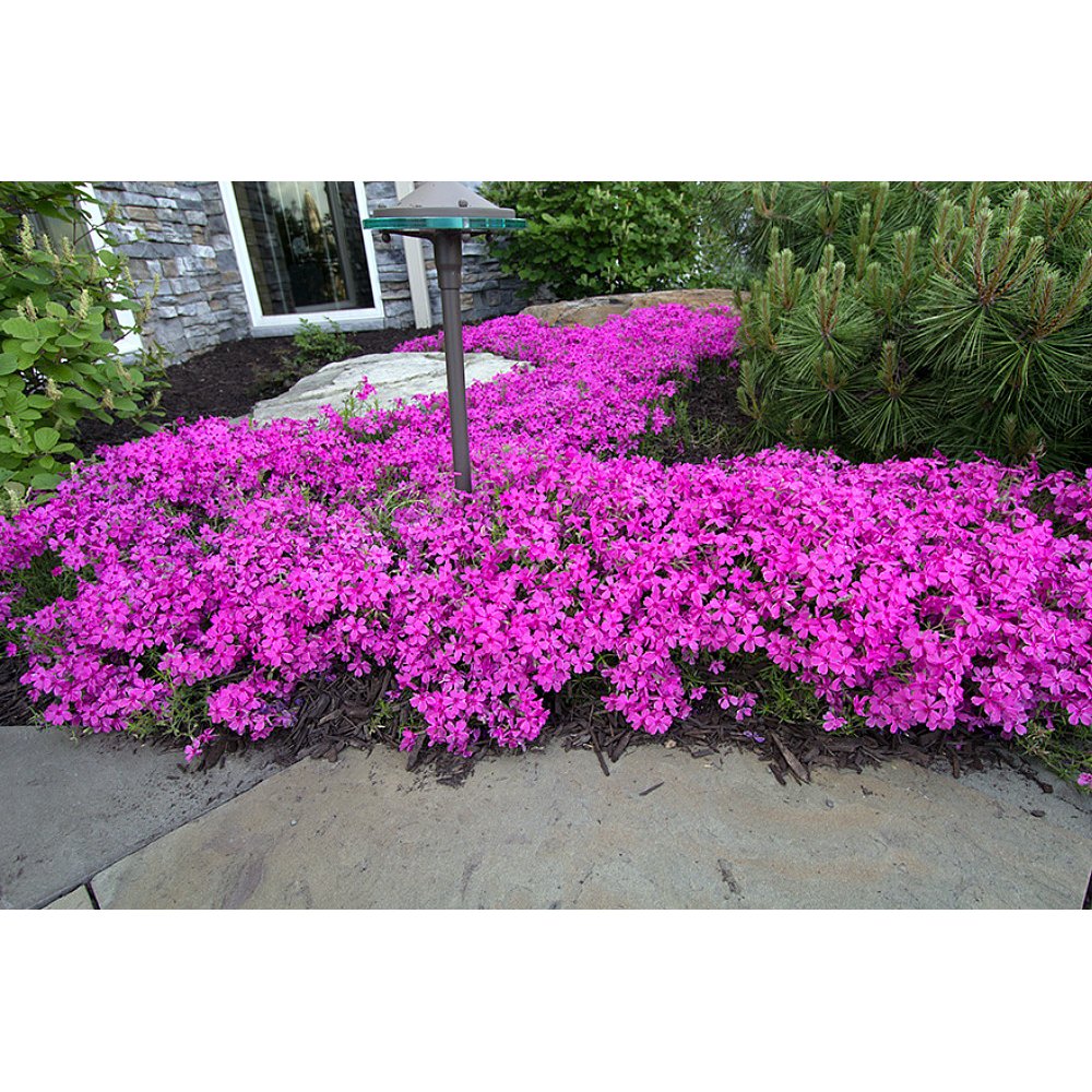 Home Fries Tufted Creeping Phlox Perennial Quart Pot