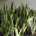 "Laurentii Snake Plant - Sansevieria - Live Indoor Potted Houseplant