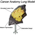 thumbnail image 5 of Smokers Lung Model, Healthy Lung Model Life Size Human Lung Anatomy Model with Pathological Features, 5 of 8