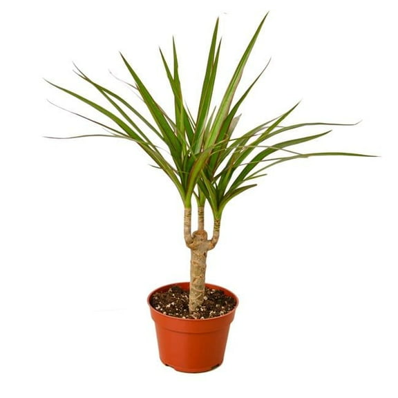 House Plant 4-DRACAENA-MARGINATA.CANE Dracaena Marginata Cane Plant in 4 in. Pot