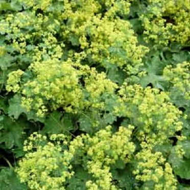 Seedville 100 Lady's Mantle Alchemilla Mollis Flower Seeds