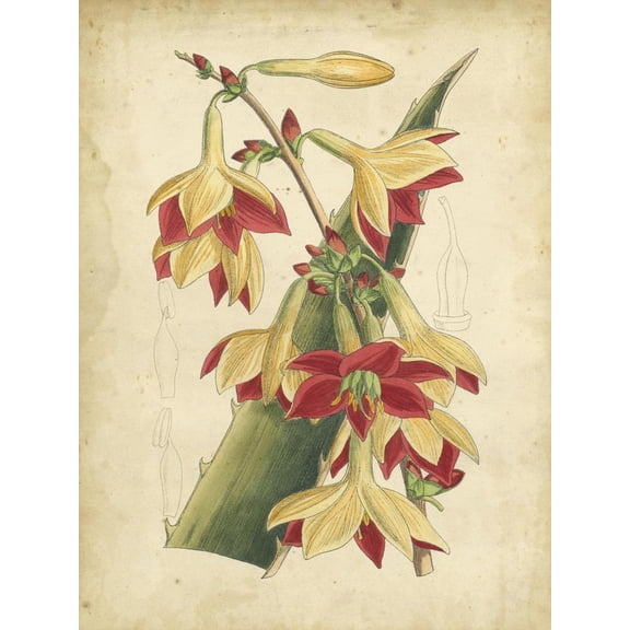 Art.com Curtis Tropical Blooms III Art Print by Samuel Curtis, 12" x 16"