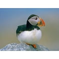 thumbnail image 2 of Fitzharris, Tim 14x11 Gold Ornate Wood Framed with Double Matting Museum Art Print Titled - Atlantic Puffin III, 2 of 4