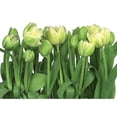 thumbnail image 1 of Papier Peint Tulipes - 100 Po., 1 of 1