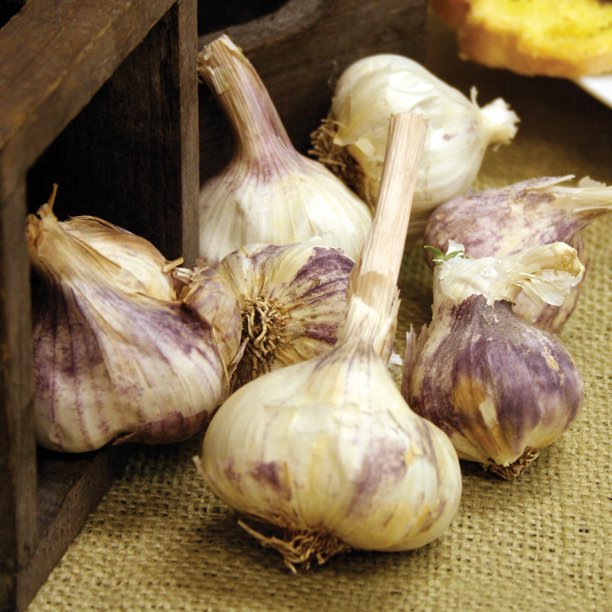 Van Zyverden Garlic Italian Purple Set of 5