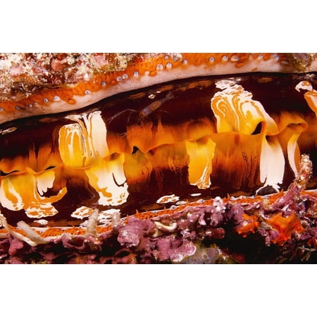 Fiji A Shrimp On The Mantle Of A Spondylus Or Thorny Oyster Shell (Sondylus Varians) A Bivalve Mollusk That Varies In Color Canvas Art - Dave Fleetham Design Pics (19 x 12)