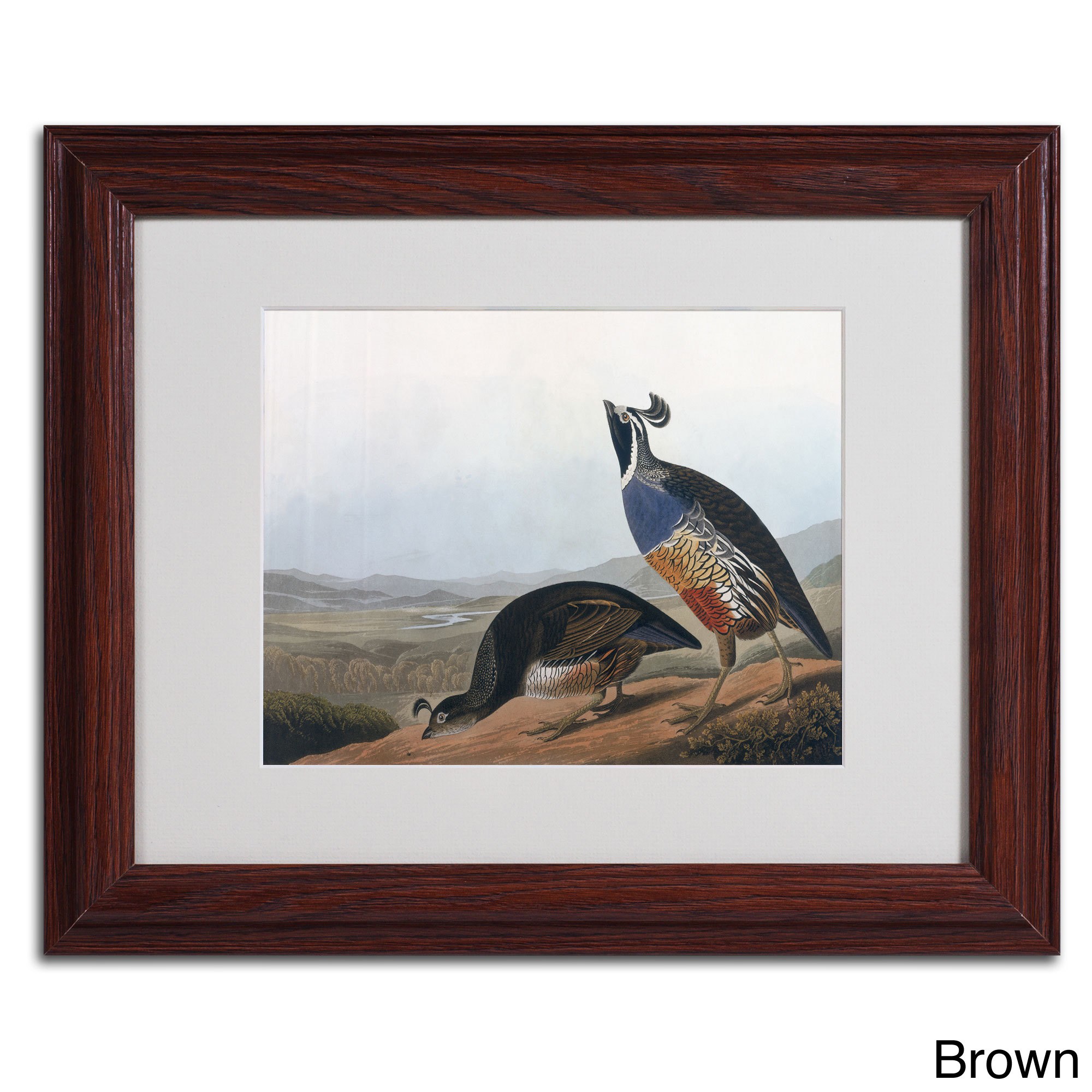 Trademark Fine Art "Californian Partridge" Canvas Art by John James Audubon, Black Frame