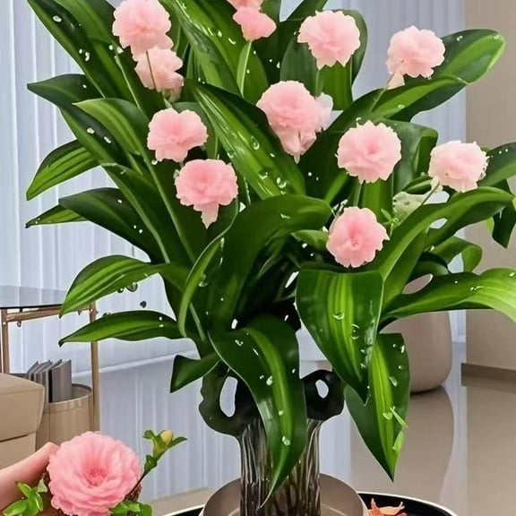 Brazilian Lucky tree,with base and mystery doll decorations, easy to plant in the home office to attracts wealth and wealth,lucky wood,Fortune tree ,Gift Ornaments Light