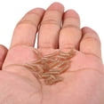 thumbnail image 3 of Fishing Tool,Bent Carp Hair Line Tool Line, 3 of 7