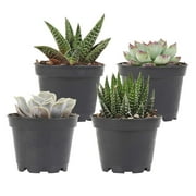 Costa Farms Live 5-inch Tall, Desert Escape 4-pack Assorted Succulents, Bright Direct Sunlight, Indoor House or Office Tabletop Plant, in 4-inch Nursery pot